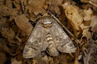 Cossus cossus