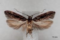 Neotelphusa huemeri