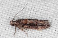 Neotelphusa huemeri
