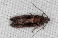 Neotelphusa huemeri