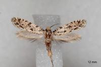 Nemapogon agenjoi