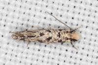 Nemapogon agenjoi