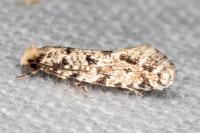 Nemapogon agenjoi