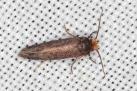 Cephimallota crassiflavella