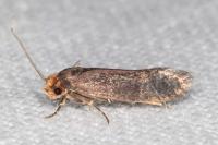 Cephimallota crassiflavella
