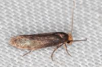 Cephimallota crassiflavella