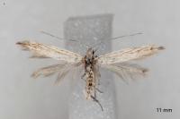 Coleophora dianthi