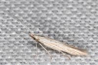Coleophora dianthi