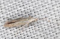 Coleophora dianthi
