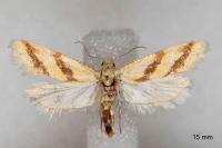 Aethes francillana