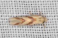 Aethes francillana