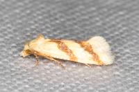 Aethes francillana