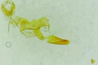 Depressaria daucella