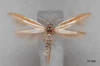 Coleophora helianthemella