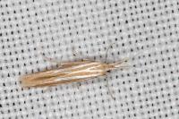 Coleophora helianthemella