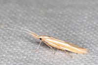 Coleophora helianthemella