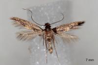 Neurothaumasia tenuipennella