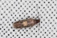 Neurothaumasia tenuipennella