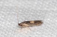 Neurothaumasia tenuipennella