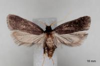 Homaloxestis briantiella