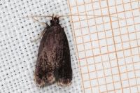 Homaloxestis briantiella