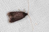 Homaloxestis briantiella