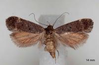 Anacampsis scintillella