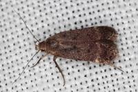 Anacampsis scintillella