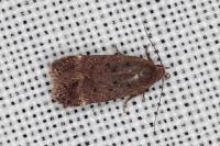 Anacampsis scintillella