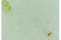 Agonopterix arenella