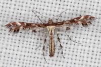 Oxyptilus parvidactylus