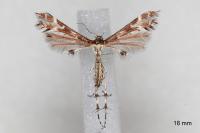 Oxyptilus parvidactylus