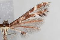 Oxyptilus parvidactylus