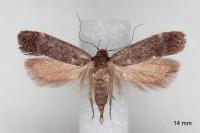 Anacampsis scintillella