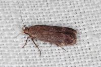 Anacampsis scintillella