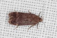 Anacampsis scintillella