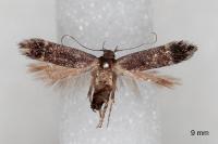 Iwaruna biguttella