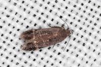 Iwaruna biguttella