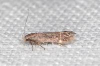 Iwaruna biguttella