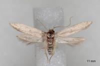 Blastobasis phycidella