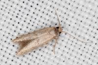 Blastobasis phycidella