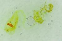 Agonopterix scopariella