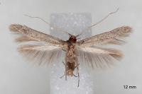 Haplochrois buvati