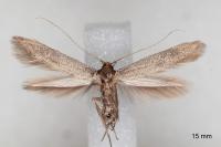 Haplochrois buvati