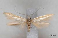 Coleophora helianthemella