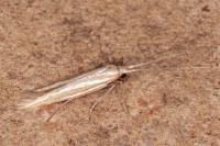 Coleophora helianthemella