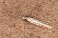Coleophora helianthemella