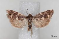 Cydia coniferana