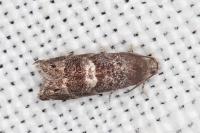 Cydia coniferana