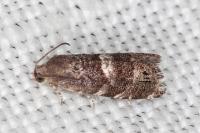 Cydia coniferana